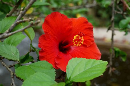 Red hibiscus flower in the garden.の写真素材