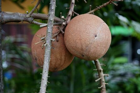 Cannonball tree fruit in the garden.の写真素材