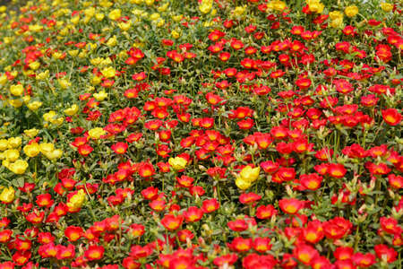 Beautiful portulaca oleracea flower in the garden.の写真素材