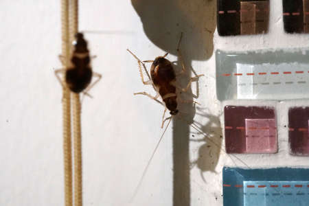 German cockroach in the kitchen room