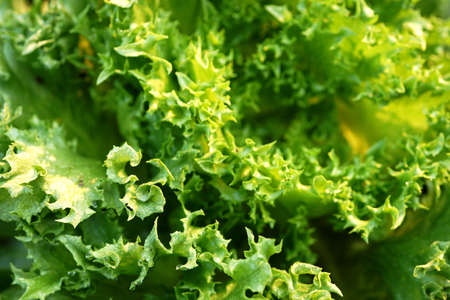 Close up green multigreen lettuce