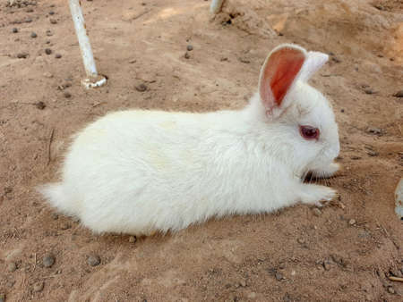 White rabbit in the animals farmの写真素材