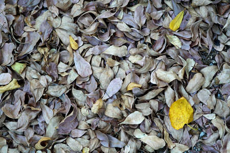 Dried leaves on floor background.