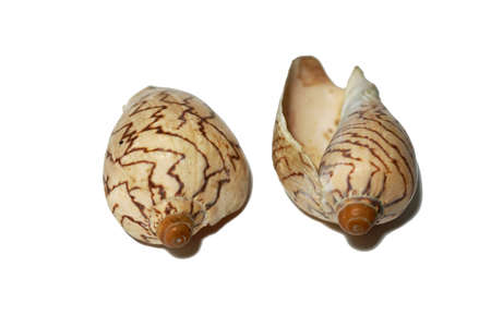 Cymbiola Nobilis shell on white background