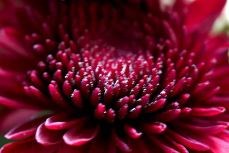Beautiful dark pink gerbera flower background, texture.の写真素材