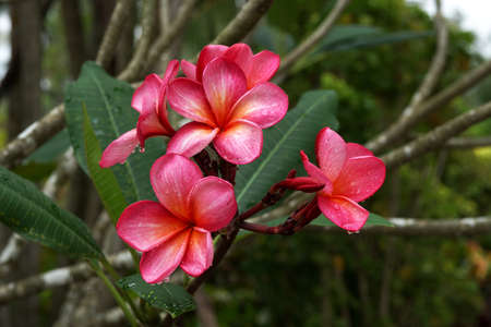 Pink plumeria rubra flower or frangipani flower.の写真素材