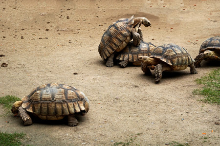 Geochelone sulcata breeding in the animals' farmの写真素材