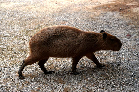Capybara in the animals farmの写真素材