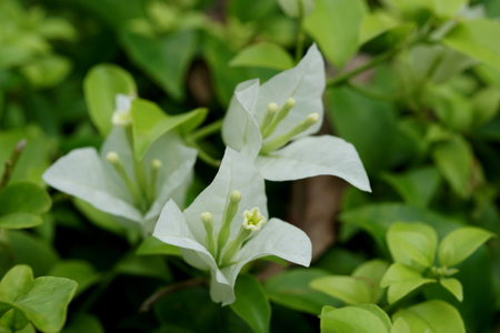 White bougainvillea flowers in the garden.の写真素材