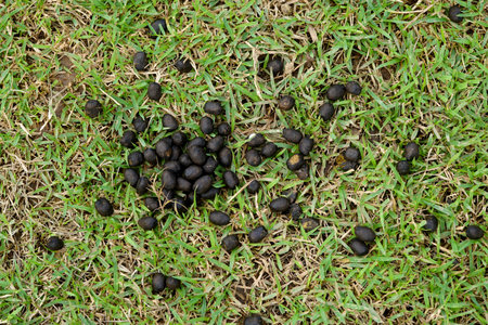 Sheep shit on the grassの写真素材