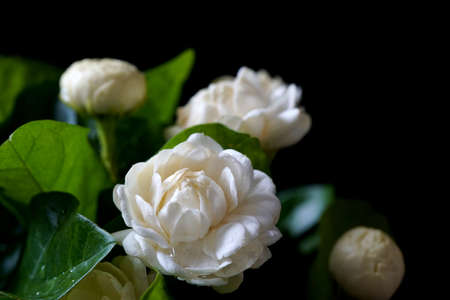 Close up Jasminum sambac flower