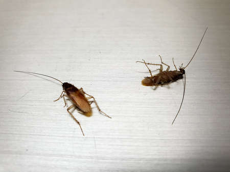 Two adult male German cockroaches on the floor