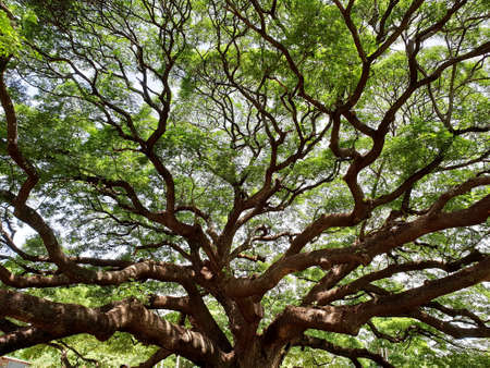Giant rain tree: The most biggest rain tree in Thailandの写真素材