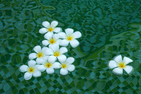 Beautiful white plumeria flowers floating in the water on a green background.の写真素材