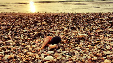 Beautiful sunrise with mixed seashells on the beach in the morning timeの写真素材
