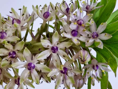 Close-up Variegated pineapple lily flower on white background.の写真素材