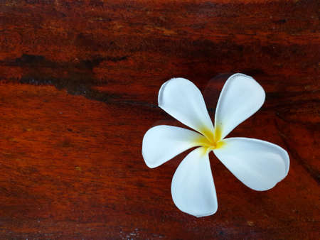White plumeria flower on wooden background.の写真素材
