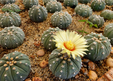 Astrophytum asterias cactus flower in the garden.の写真素材
