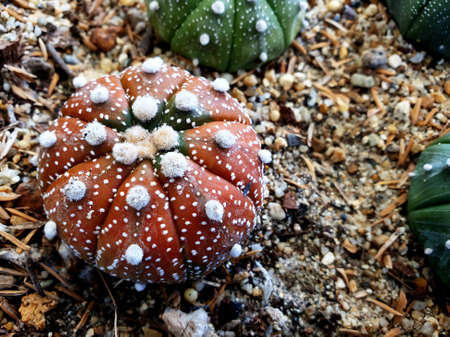 Astrophytum asterias cactus disease in the garden.