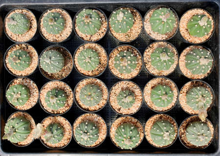 Top view Astrophytum asterias in cactus farm.