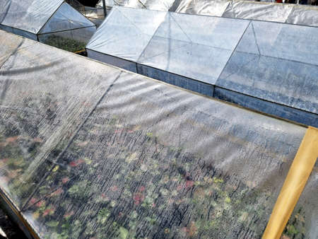 Planting greenhouse at Caladium bicolor farmの写真素材