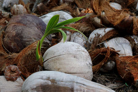 Sprouted coconuts on ground with old dry coconut husk and other : New life and alone growth.の写真素材