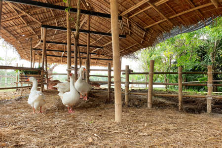 Group white goose walking in the stall.の写真素材