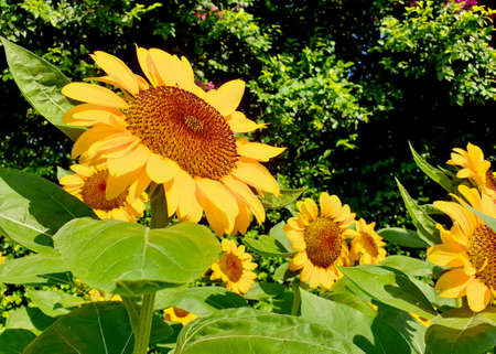 Sunflowers in the garden (Helianthus).