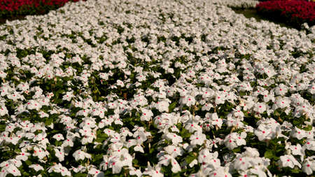 White periwinkle flower field background.の写真素材