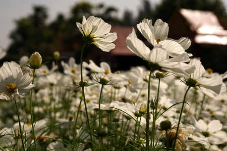 White cosmos flower field in the garden.