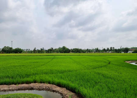 Landscape rice field on cloud and blue sky background.