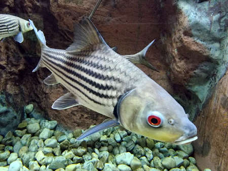 Seven-stripped carp fish swimming in the fish tank at Aquarium, selective focus.