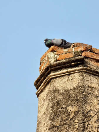 Pigeon rest on an old post of a Buddhist temple on blue sky background.の写真素材