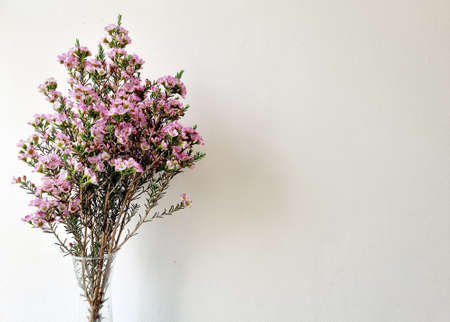 Chamelaucium waxflower in the vase on white background: Chamelaucium, also known as waxflower, is a genus of shrubs endemic to southwestern Western Australia.の写真素材