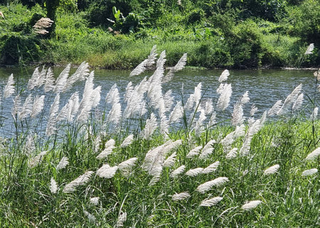 Miscanthus Sinensis, or maiden grass swinging in the wind at the river side.の写真素材