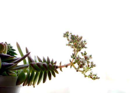 Kalanchoe blossfeldiana flowers on white background.の写真素材