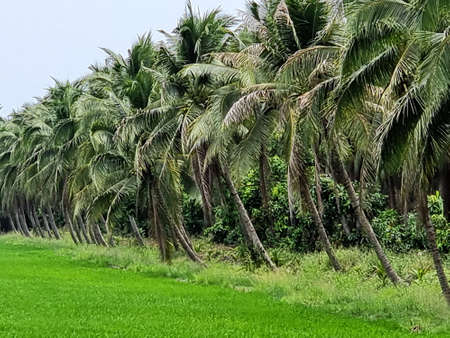 The green rice fields with coconut palm tree plantations.