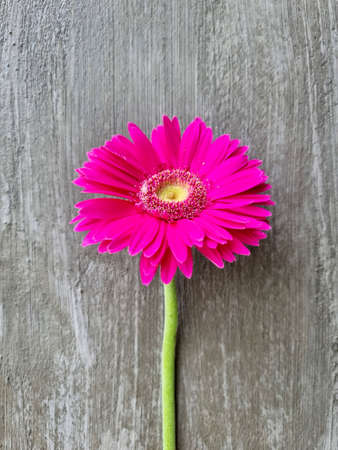 Beautiful the single magenta gerbera flower on a cement wall background.の写真素材