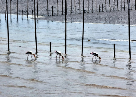 The group of Asian openbill birds finding molluscs in the seashore