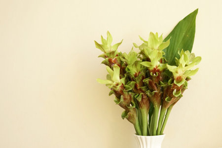 A beautiful bouquet of white Siam Tulip in the vase on white backgroundの写真素材