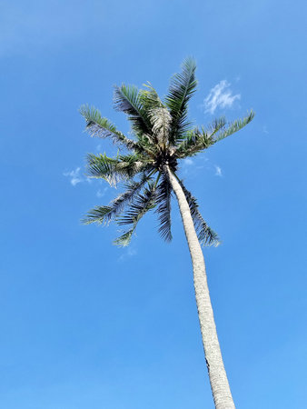 Coconut palm trees on clear blue sky backgroundの写真素材
