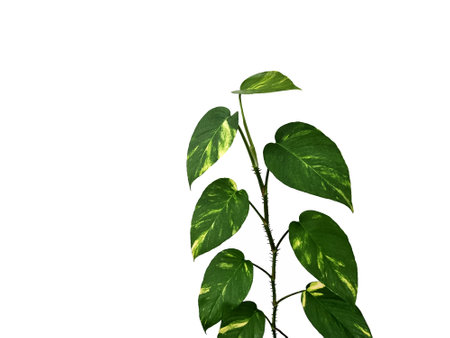 The spotted betel on the wall, isolated on white backgroundの写真素材