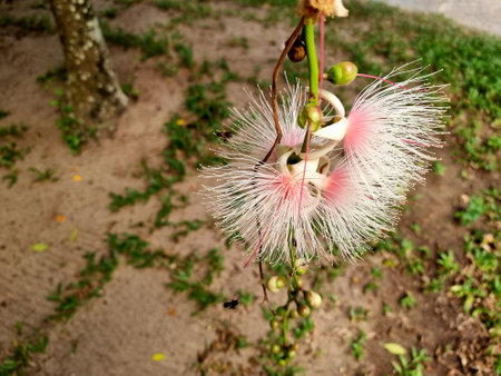 Close-up Lecythidaceae flower in the gardenの写真素材