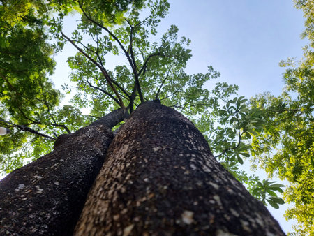 The perspective tree photo from the bottom to the top of the tree, a tree branch, and sunlight effect on the sky backgroundの写真素材