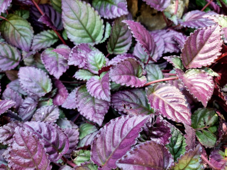 The beautiful leaves of Hemigraphis alternata in the garden