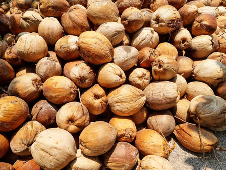 The large piles of ripe sorted coconuts for production of milk and oil on coconut farm in Thailand.