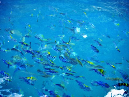 Groups fishes swimming above the surface of the sea at Similan Thailandのeditorial素材