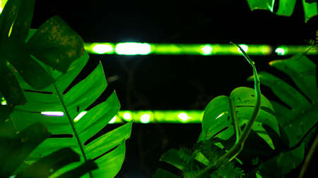 Green tropical leaves in dark toneの写真素材