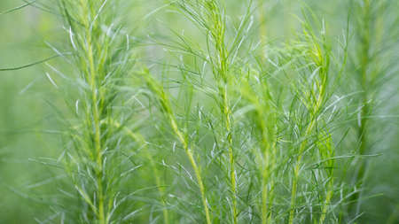 Tropical leaves with raindropsの写真素材