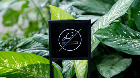 Tropical leaves with raindropsの写真素材